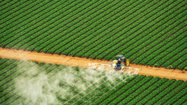 Best Mosquito Control Services  in Rome, IL
