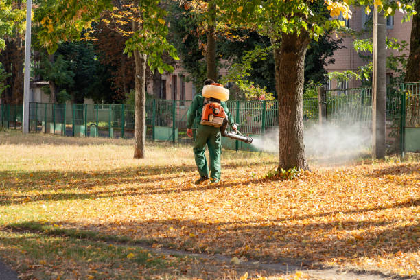 Wasp Removal Services in Rome, IL
